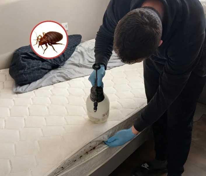 Technicien traitant un matelas contre les punaises de lit à Andrésy